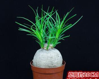 酒瓶兰的繁殖与注意事项（如何让酒瓶兰绽放出更多美丽的花朵）