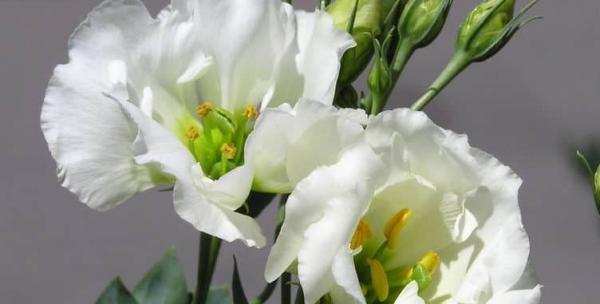 橙色盛开，代表希望——桔梗花语大揭秘（带你探究桔梗的花语及象征意义）
