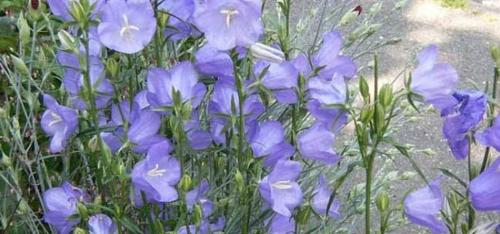 桔梗花的花语和寓意（探寻桔梗花的情感内涵）