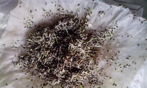 种植橘花的正确方法（掌握橘花种子发芽时间）
