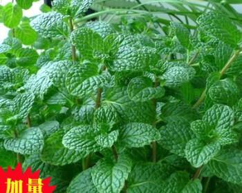 种植繁殖金铃花，欣赏美丽的花海（从选择种子到花期管理）