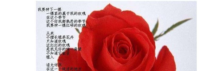 玫瑰花的寓意与花语（一朵玫瑰）