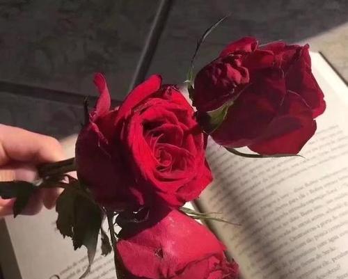 玫瑰花的数量所代表的含义（玫瑰花的花束与情感传递之间的意义与关系）