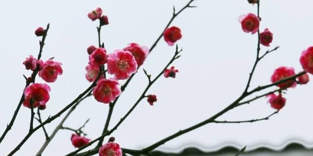 梅花的象征意义（傲雪凌霜）