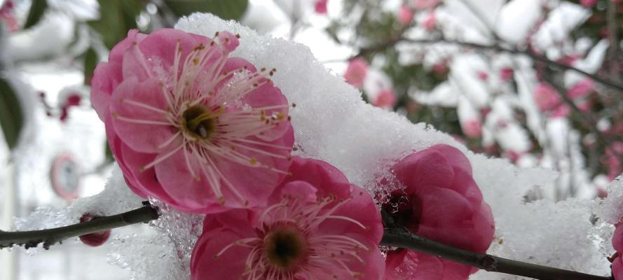 梅花——生命之美（傲雪寒梅）