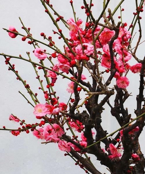 梅花——生命之美（傲雪寒梅）