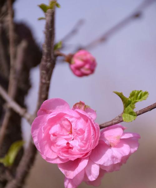 美人梅的寓意（探索花卉中的美与坚韧）
