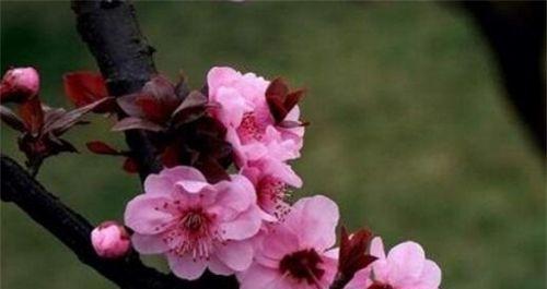 美人梅花语（追寻寒冬中的芳香）