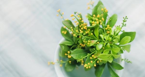 米兰花（传说与花语揭示米兰花的神秘魅力）