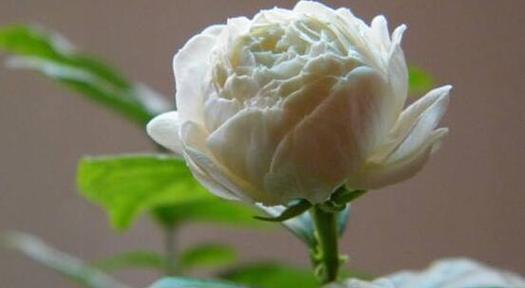 茉莉花的花语与寓意（馨香芬芳）