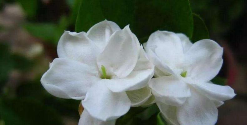 茉莉花的寓意和象征（探索茉莉花的文化意义与象征）