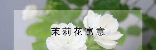 茉莉花的寓意和象征（探索茉莉花的文化意义与象征）