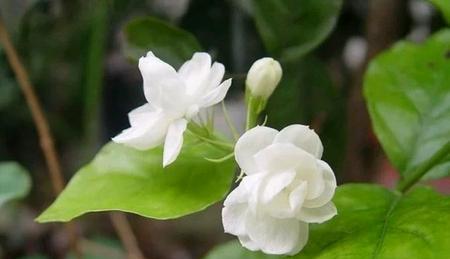 茉莉花花语的含义及传承（解读茉莉花的神秘花语和文化背景）