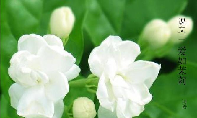 茉莉花花语的含义及传承（解读茉莉花的神秘花语和文化背景）