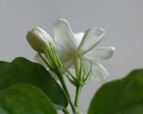 茉莉花花语的含义及传承（解读茉莉花的神秘花语和文化背景）