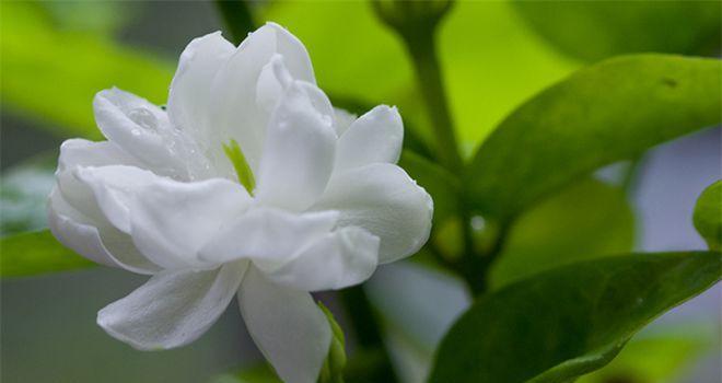 茉莉花花语的象征与寓意（美丽芬芳的茉莉花传递着什么样的信息）