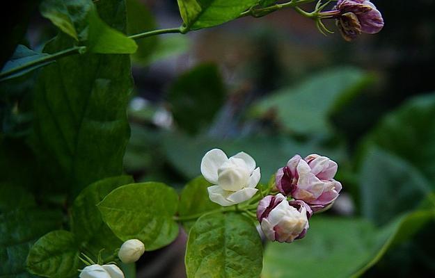 茉莉花花语的象征与寓意（美丽芬芳的茉莉花传递着什么样的信息）