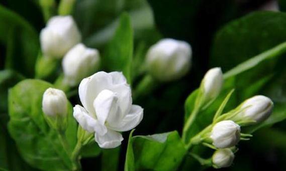 茉莉花语的美丽与寓意（娇艳芬芳）