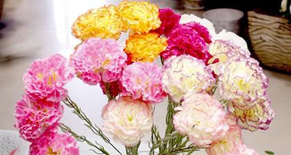 康乃馨花语解析（表达感恩之情）