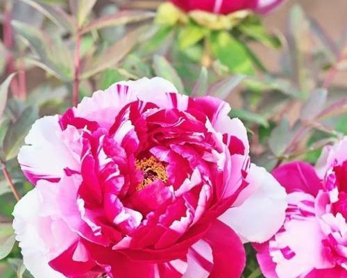 牡丹花的花语——娇美与尊贵（美丽的牡丹花展现出的花语和象征意义）