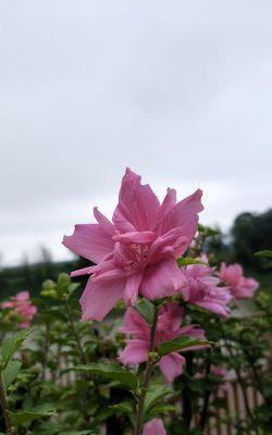 木槿花的传说与花语（揭开木槿花的神秘面纱）