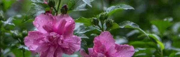 木槿花的传说与花语（揭开木槿花的神秘面纱）