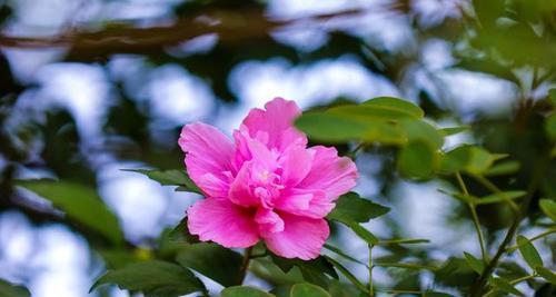 木槿花的花语与意义（探索木槿花的花语传统和文化意义）