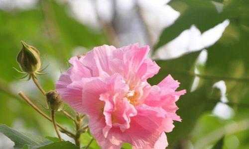 木槿花（木槿花的意义与象征——从爱情到希望）