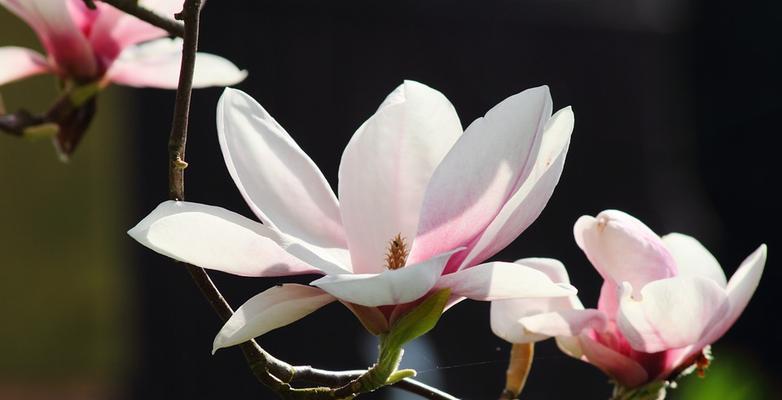木兰花的花语与意义（探寻木兰花所代表的情感和象征意义）