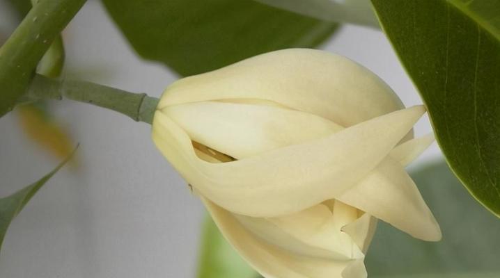 木兰花的花语与意义（探寻木兰花所代表的情感和象征意义）