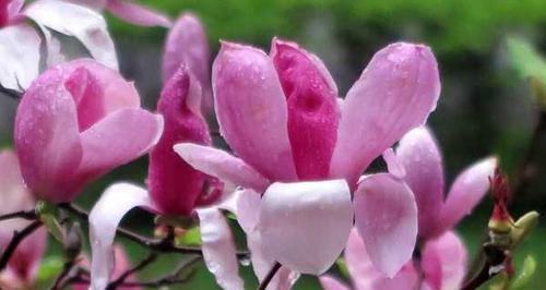 木兰花的花语与意义（探寻木兰花所代表的情感和象征意义）