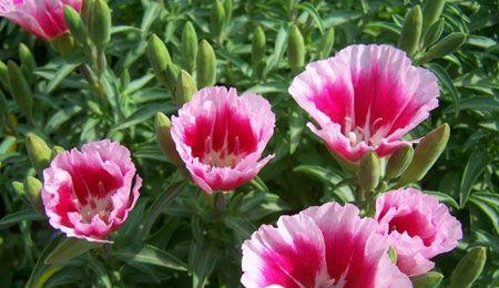 花开花落，花语传情（探寻世间花开花落背后的花语之美）