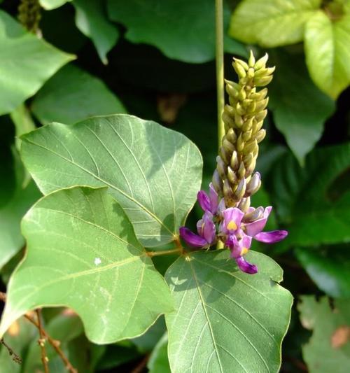 女贞子的花语和含义（探索女贞子的神秘花语与象征意义）