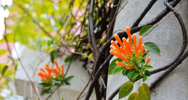 炮仗花花语（喜迎新春）