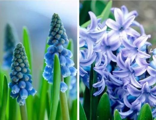 葡萄风信子的花语及其寓意（探索葡萄风信子的深层含义和象征意义）