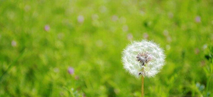蒲公英爱情，象征与传递（以蒲公英代表的爱情象征着什么）