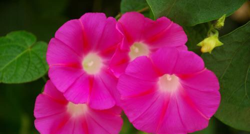 牵牛花的花语和寓意（探索牵牛花的神秘之处）