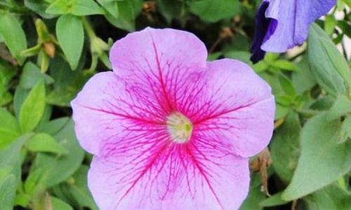 牵牛花（牵牛花的花语和象征意义）