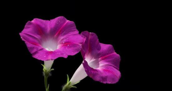 牵牛花（牵牛花的花语和象征意义）
