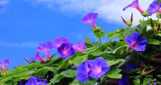 牵牛花花语解读（牵牛花）