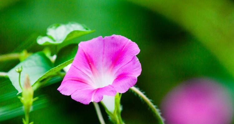 牵牛花花语解读（牵牛花）