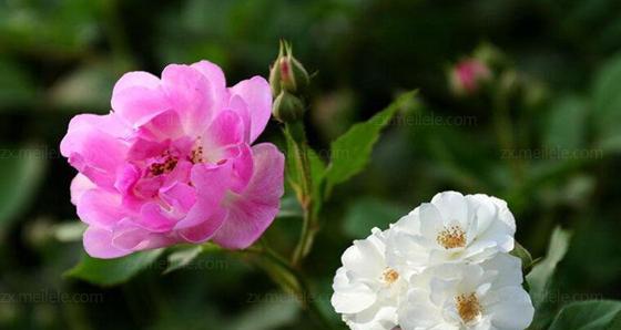 蔷薇的花语和寓意（探索蔷薇花朵背后的隐藏信息）