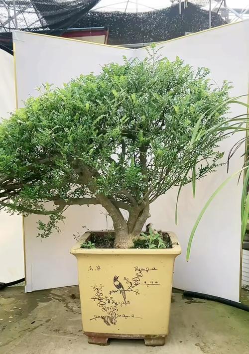 清香木夏天浇水时间表（如何合理安排清香木夏天的浇水时间）