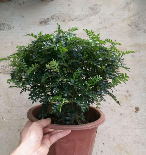 清香木是否真的有香味（揭开清香木的真面目）