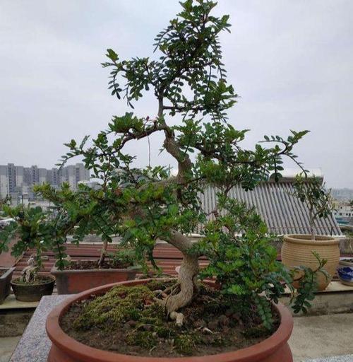 清香木养殖全攻略（掌握清香木的生长秘诀）