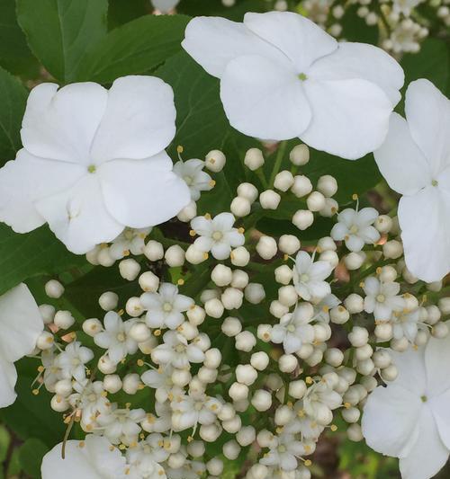 琼花之美（探寻琼花的神秘色彩）