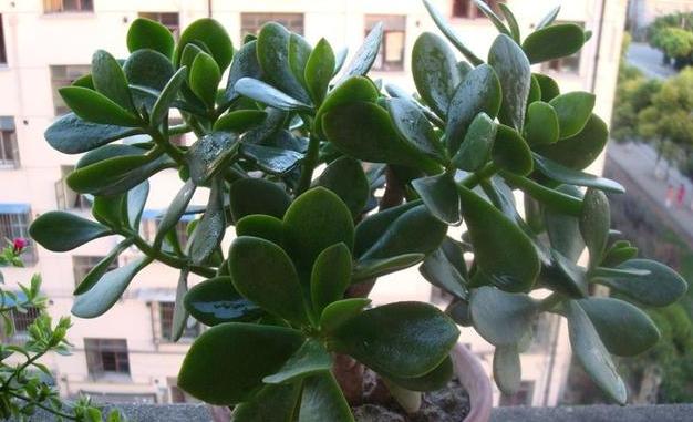 秋冬季节养花指南（选择适合秋冬季节养的花）