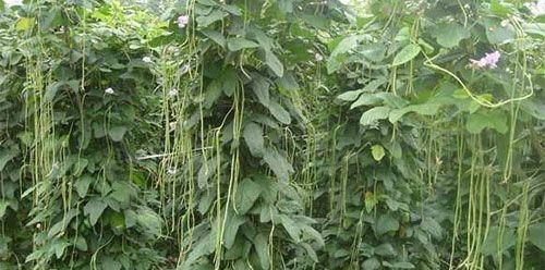 秋豆角种植攻略（最佳种植时间）