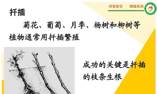 秋海棠的扦插方法图解（适合扦插的时间和注意事项）