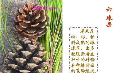 秋海棠的简介